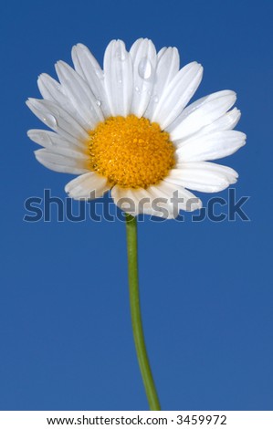 Single daisy flower with dew drops