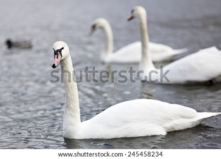 Three swans looking sharp (with a left-out duck in the background).