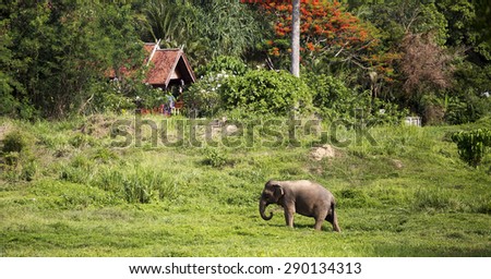 An elephant passing near secluded tropical cabin against orange and green forest.