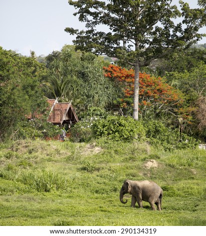 An elephant passing near secluded tropical cabin under huge orange and green trees.