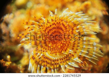 Similar – Image, Stock Photo Macro photo of a yellow pink chrysanthemum