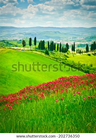 Hill covered by red flowers overlooking a road lined by cypresses on a sunny day near Certaldo, Tuscany, Italy