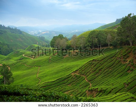 Tea plantations in Cameron Highlands, Malaysia
