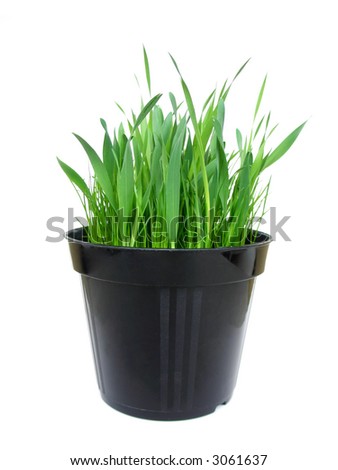 Black plastic vase of fresh indoor grass for cats, isolated on white