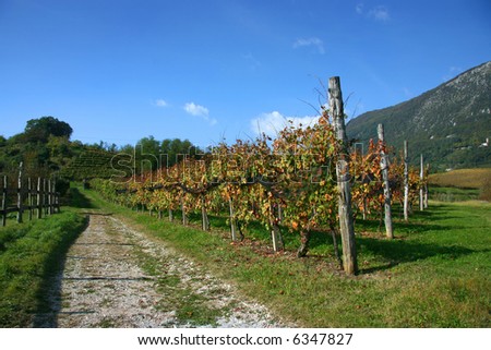 Vineyards turning red in fall, north east Italy