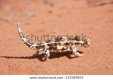 Thorny Devil Lizard on typical Australian red sand soil in outback desert. (Moloch horridus)