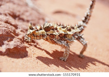 Thorny devil found in the outback, the red center of Australia