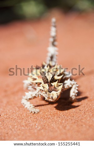 Thorny devil found in the outback, the red center of Australia, defocussed background