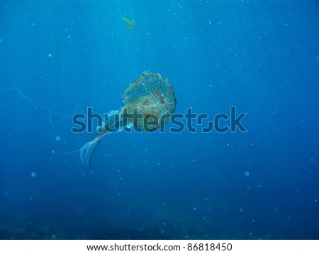 Underwater shot of jelly fish floating in Mediterranean sea