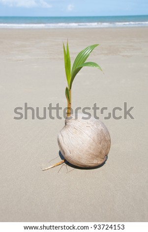 A Seed Of A Palm Tree ( Coconut ) Growing On Beautiful Beach. There Are ...