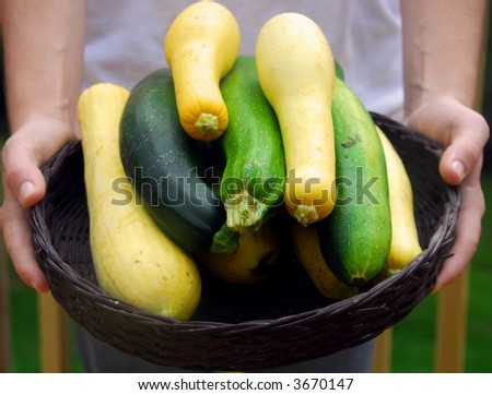 Basket of Fresh Picked Zucchini and Squash Being Held