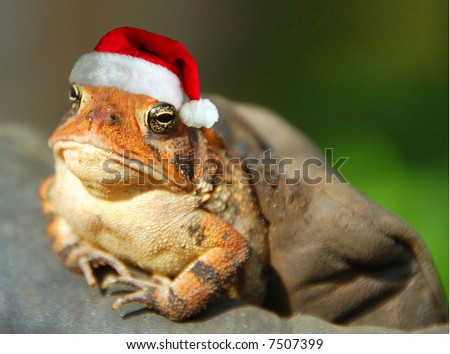 Serious Looking Frog Wearing Santa Hat Stock Photo 7507399 : Shutterstock