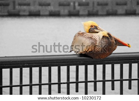 Pelican on Wrought Iron Fence by Water