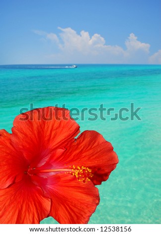 Lovely hibiscus flower by beautiful tropical ocean