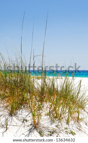 Tall Sea Grass On Sand Dune Of Pretty Tropical Beach Stock Photo ...