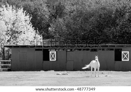White horse with tail in breeze in spring field