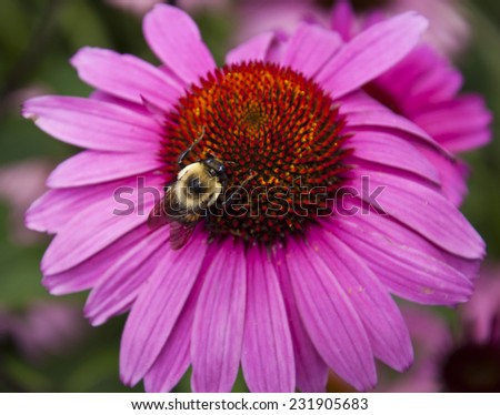Bumblebee on cone flower