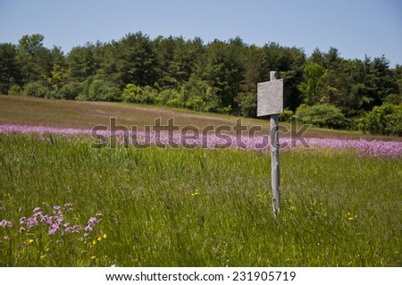 Wooden sign post without any words in a meadow with purple flowers, trees in background, blue sky