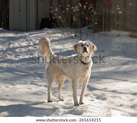 White English Setter dog looking while standing on the snow in sunlight.