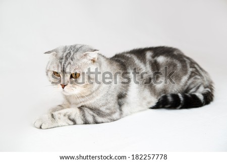 British shorthair cat on white background. Pet in a female hand in the studio