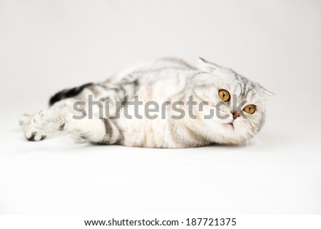 British shorthair cat on white background. Pet in the studio