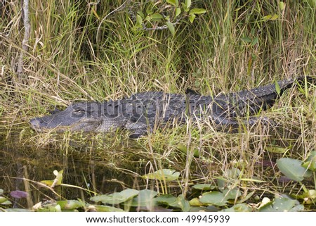 Alligator in the swamp, zoom view