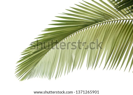 Leaves Palm