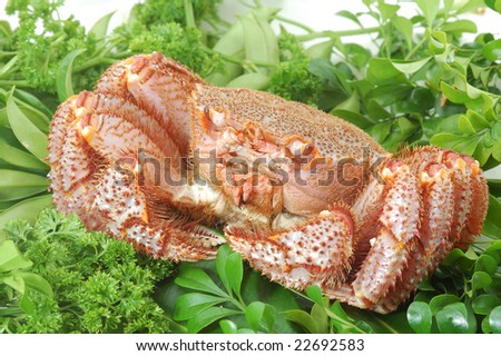 Alive Alaskan king crab  on the vegetable background in restaurant