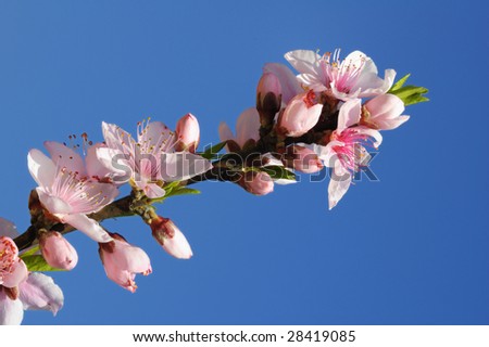 Beatiful pink peach blossoms under blue sky