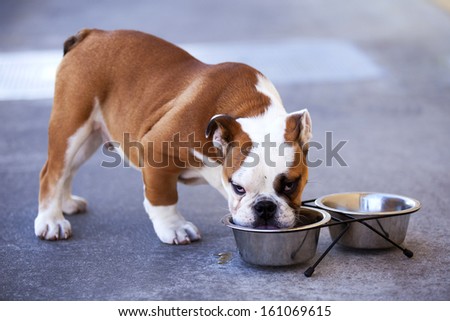 French bulldog drinking water