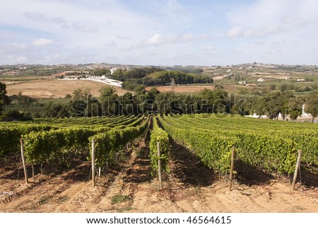 Some landscape vineyard in Portugal