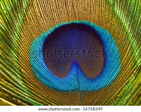 Peacock plume.