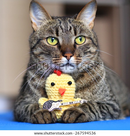 house cat with a crochet toy