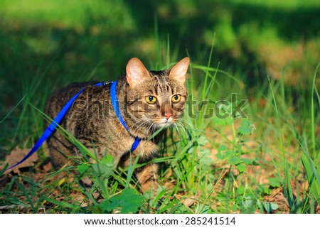 domestic cat on a leash outdoor