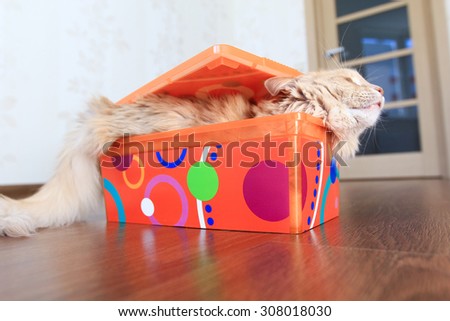 fluffy cat in a box