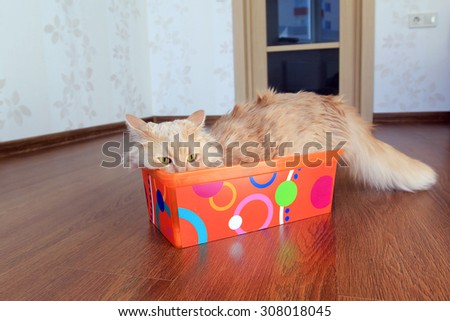 fluffy cat in a box