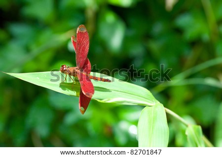 a red dragonfly resting on leave with green boken background