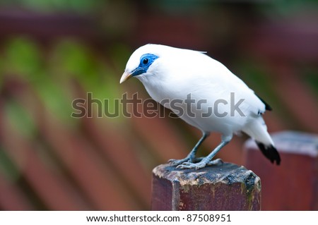 a bali myna is finding food on a wooden fence