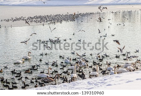 Zagreb, Jarun lake. Winter time with lot of birds (swans, ducks,coots...)