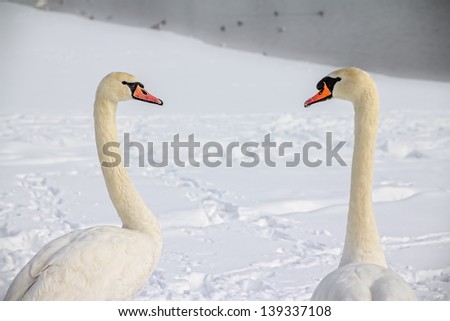 Two swans (Cygnus olor) in love, Zagreb, Jarun lake. Winter time.