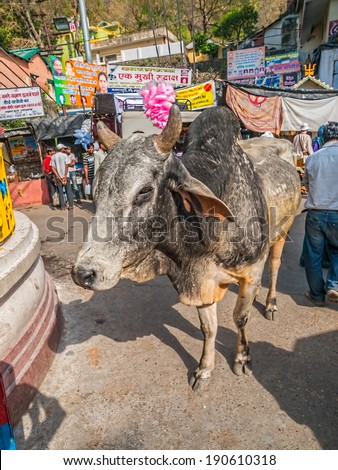 RISHIKESH, INDIA - APRIL 4, 2010: Holy cow with a blissful expression on his face walking free on the street.