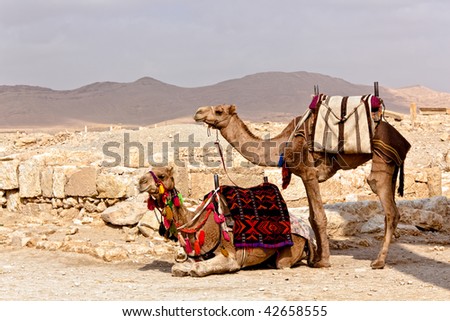 Camels in Ancient Roman time town in Palmyra (Tadmor), Syria. Greco-Roman & Persian Period.