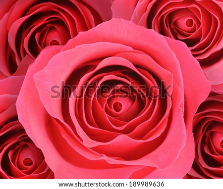 red rose Flower