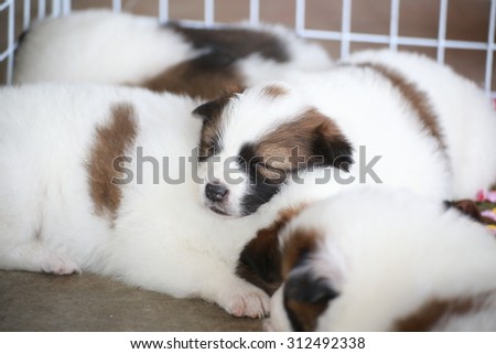 Little Thai Puppies dog sleep on her friends