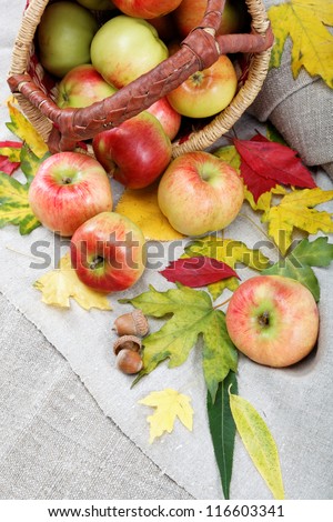 Autumn theme. Apples and walnuts on linen canvas.