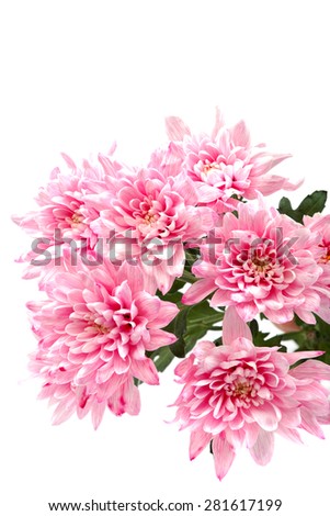 Bouquet of pink chrysanthemums isolated on white background.