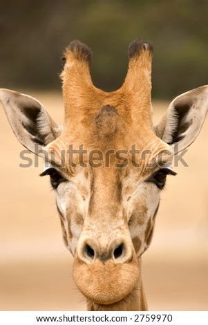close up of a giraffe at eye level