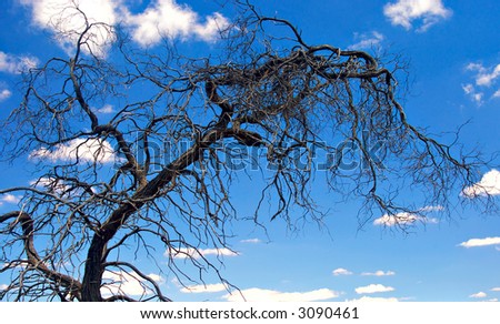 branches from an old dead tree reaching across a strong blue sky