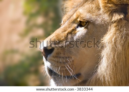 portrait of a lion side view looking of the left