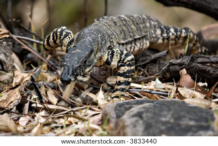 a big lace monitor (goanna) is coming through the undergrowth looking like it is coming to get you